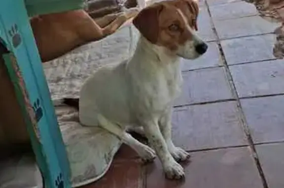 Perdido cachorro fêmea, Rua Fl...