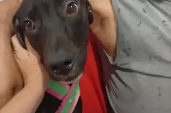 Perdido cachorro fêmea, Parque...