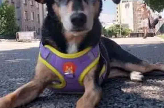 Perdido cachorro fêmea, Largo...