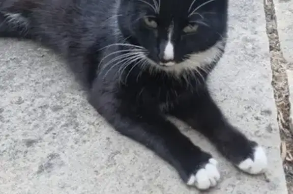 Lost and found pets United Kingdom, photo: Found cat, Casella Road, 3, Catford — white toes, black heels
