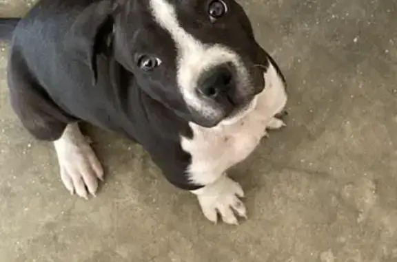 Perdido perro macho, Fortín de la Soledad, 935, Juárez - amigable y un poco más grande que en las fotos - photo