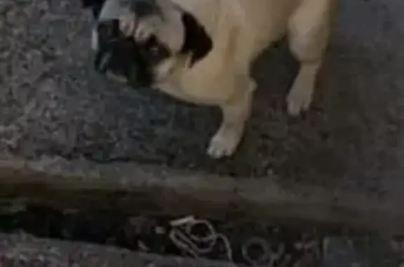 Perros perdidos, Heroica Caborca, foto: Perdido perro hembra, Calle 10, 1, Heroica Caborca — muy amigable con lunar negro en la frente
