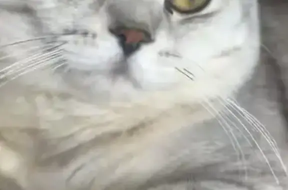 Chat perdu mâle, Rue Arthur Bourdin, Pontarlier - gris, yeux jaunes - photo