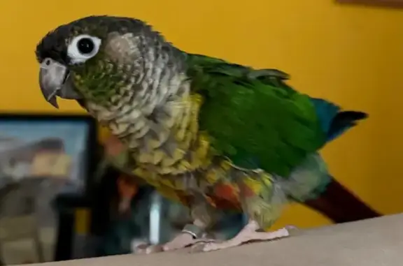Lost bird, Alderbrook Lane, 10...