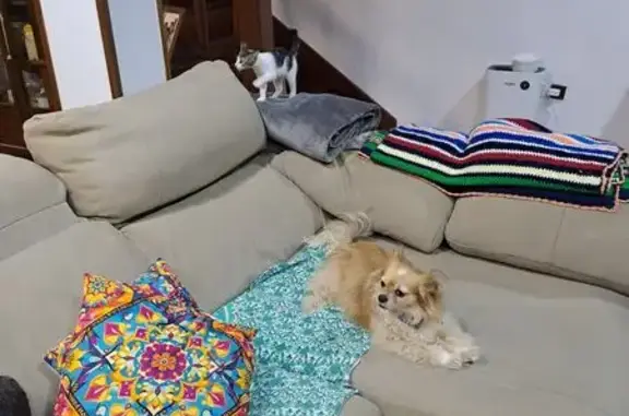 Encontrado perro hembra, Rúa T...