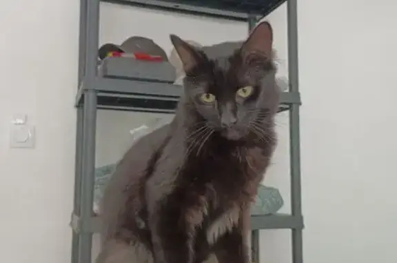 Chat trouvé Tourcoing, photo: Chat trouvé, Rue de Marignan, 40, Boulogne-sur-Mer, Tourcoing - noir à poil mi-long