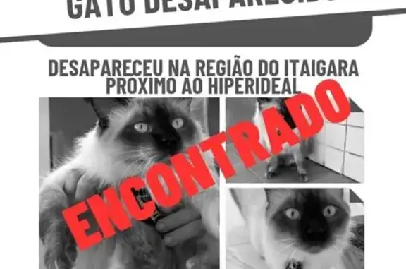 Encontrado gato macho, Rua Joã...
