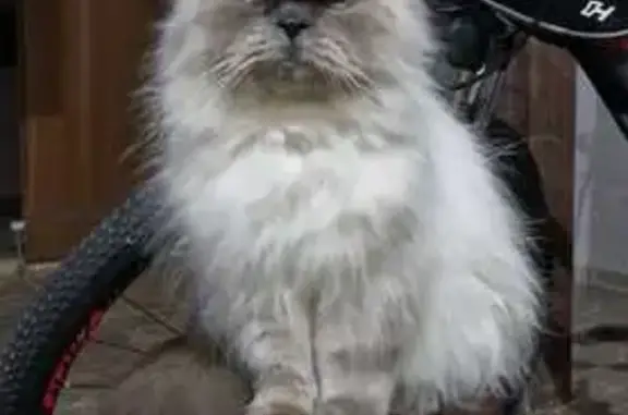 Perdido gato fêmea, Rua Jozino Pereira Carrijo, Minas Gerais — saiu pelo portão - photo