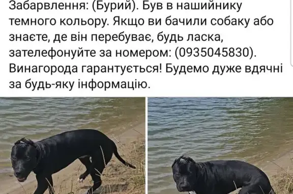 Зникла собака, вулиця Слави, Синюха — американський пітбультер’єр, бурий, у темному нашийнику - photo