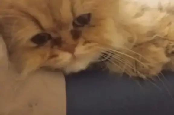 Chat perdu mâle, Chemin Ferro-Lebres, 84, Toulouse - persan beige - photo