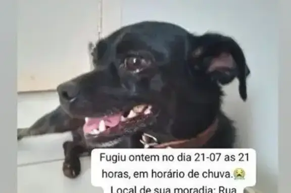 Preto, pelo curto, pequeno porte, muito amigável, sumiu na noite do dia 21/07/2026 durante forte chuva.