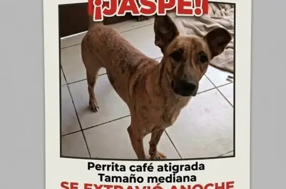 Perros perdidos, Tijuana, foto: Perdido perro hembra, Tijuana — color café atigrado, tamaño mediano