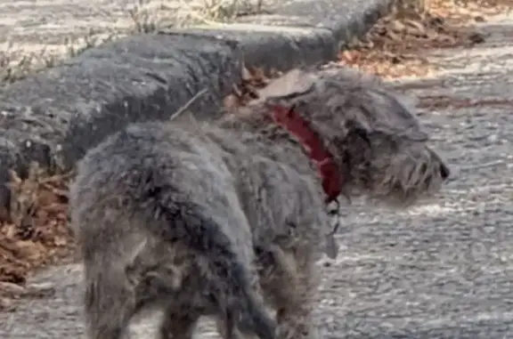 Animaux trouvés Paris, photo: Trouvé chien, Chemin de Ceinture du Lac Supérieur, 19, Paris - teckel avec collier rouge