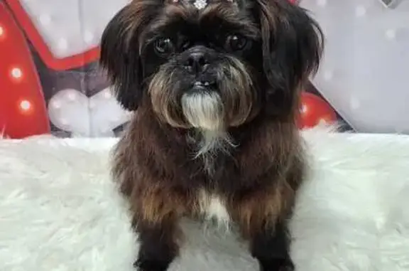 Perdido cachorro fêmea, Avenid...