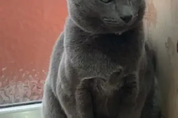 Lost cat, Essingdon Street, Bolton — grey, with collar and bell - photo