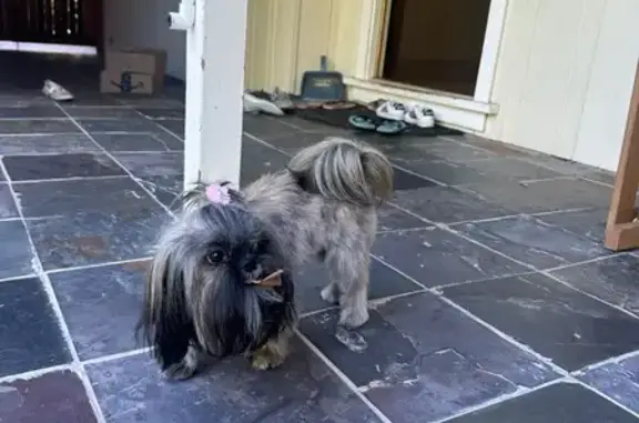 Lost dog, Greer Road, 3530, Santa Clara — female Shih Tzu, very friendly - photo