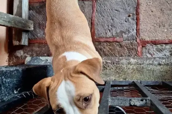 Perro encontrado Hembra, Santi...