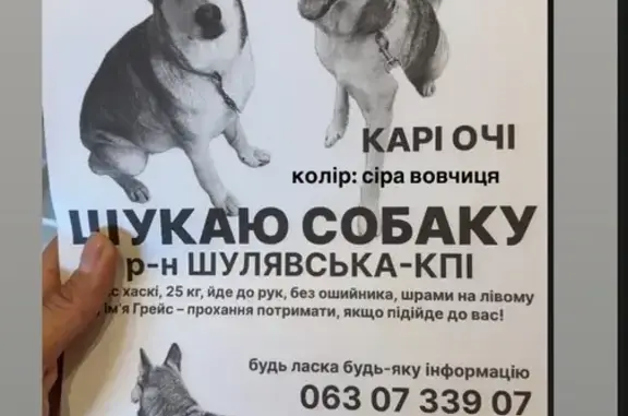 Зникла собака, Берестейський проспект, 44, Київ — худа, ласкава - photo