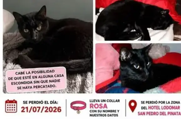 Perdido gato hembra, Calle Río Sena, San Pedro del Pinatar, Torrevieja — gata negra de ojos verdes - photo