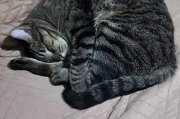 Perdido gato macho, Rua Jacutinga, 36 - olhos verdes, cerca de 8 kg - photo