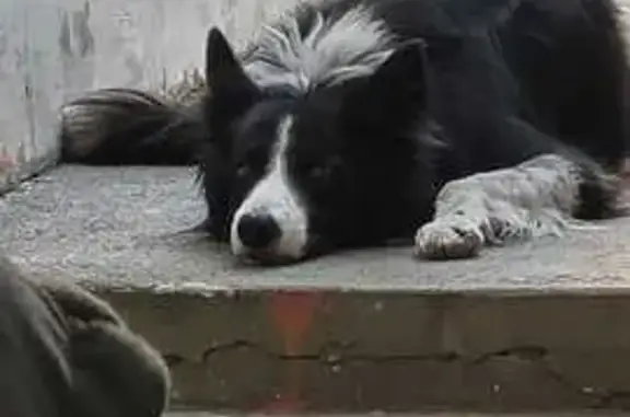Perdido cachorro fêmea, Rua Maria Amália Colaço Paes, São Paulo — atende pelo nome Catarina - photo