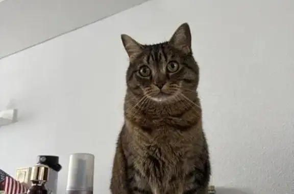 Perdido gato macho, Calle Castillo Buitrago, 22B, Torrejón del Rey, Azuqueca de Henares - 9 años, asustadizo - photo