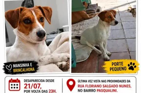 Perdido cachorro fêmea, Rua Floriano Salgado Nunes, 218 - cadelinha branca, porte pequeno - photo