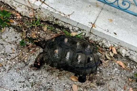 Lost pets Sarasota, photo: Lost dog, McIntosh Lane, 4425, Sarasota - small scrape on back of shell