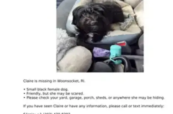 Lost and found pets Woonsocket, photo: Lost dog, Willow Street, 102, Woonsocket - female, solid black