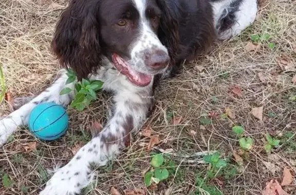 Chien perdu, Meyzieu - mâle springer brun et blanc - photo