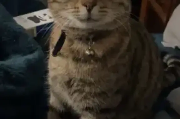 Lost pets Frankston, photo: Missing cat Male, Frankston (al496877)