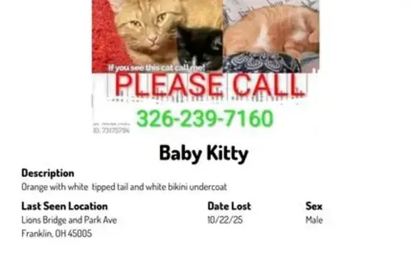 Lost and found pets Franklin, photo: Lost cat, Abney Lane, Franklin - white tip on tail and white undercoat marking