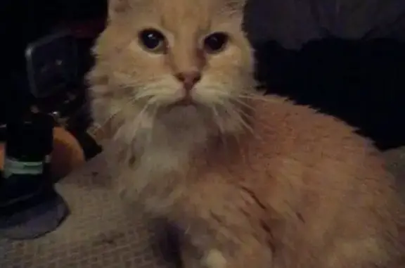 Lost and found pets Arlington, photo: Lost cat, Las Brisas Drive, 346, Arlington - light orange cat with a very long tail