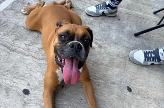 Encontrado perro hembra, Dzity...