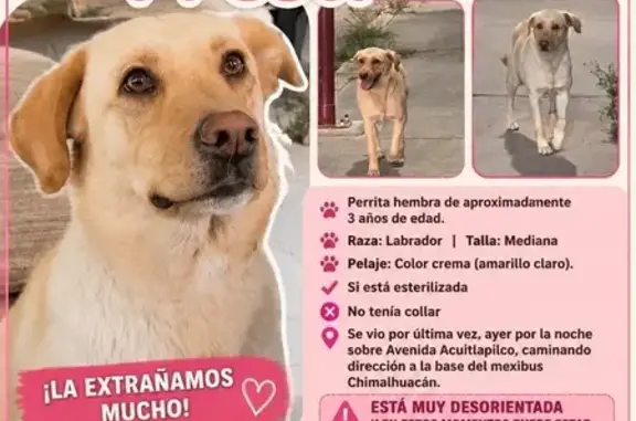 Perdido perro hembra, Prolongación Aldama, 50, Chimalhuacán, Santa Maria Chimalhuacan - cerca de la cabecera municipal - photo