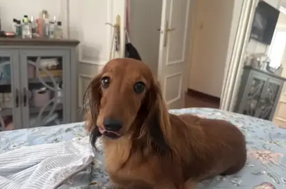Búsqueda de mascotas, foto: Perdido perro hembra, Calle Puerto de Navacerrada, Guadarrama, Collado-Villalba - salchicha de pelo largo marrón