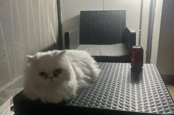 Perdido gato hembra, Passeig Marítim, Burriana — persa blanco, collar rosa, con chip - photo