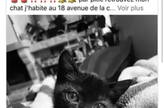 Chat perdu femelle, Avenue de la Côté d'Argent, 18, Le Porge - petite chatte noire aux yeux verts - photo
