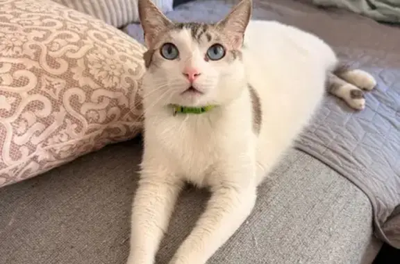 Perdido gato macho, Avinguda de la Constitució, 5, Pedreguer, Denia - blanco con ojos azules - photo