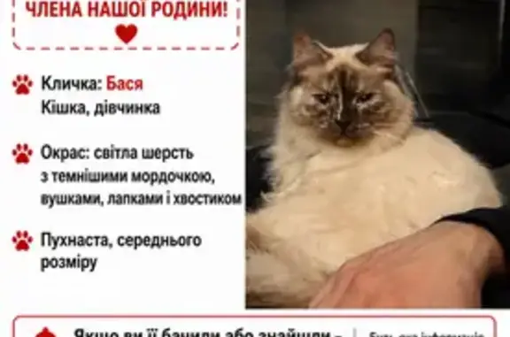 Зникла кішка, вулиця Михайла Ткача, Чернівці — йде до рук, відкликається на кличку - photo