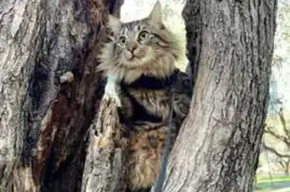 Chat perdu mâle, Impasse du Coudoulous, 164, Molières-Cavaillac, Avèze - chat amical, poil long - photo