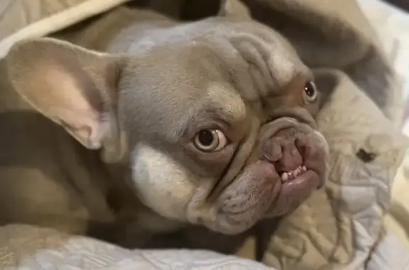 Lost pets Gulf Breeze, photo: Lost dog, Madura 5, 4158, Gulf Breeze - French Bulldog with a cleft lip