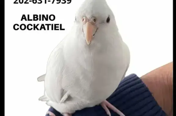 Lost and found pets Gaithersburg, photo: Lost bird, North Frederick Avenue, 960, Gaithersburg — purple band on leg