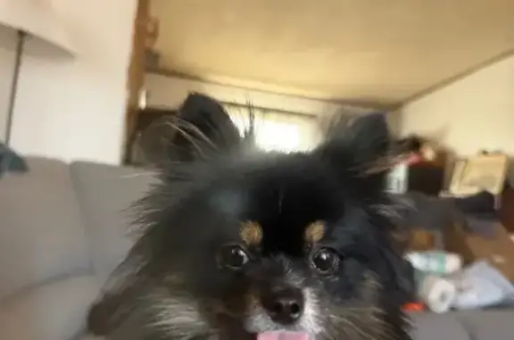 Lost pets Sacramento, photo: Lost dog, Sacramento — tricolor female