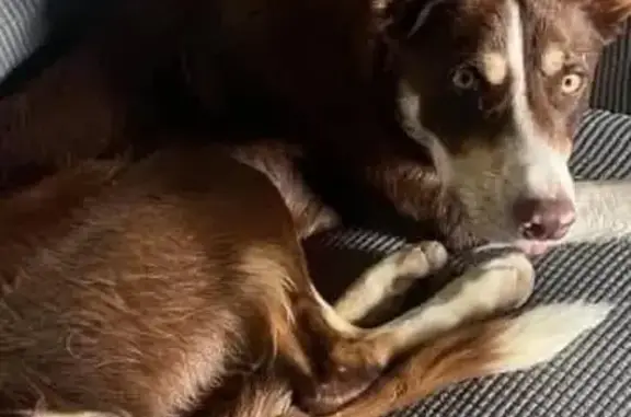 Lost dog, County Road 438, 869, Wilsonville - male border collie - photo