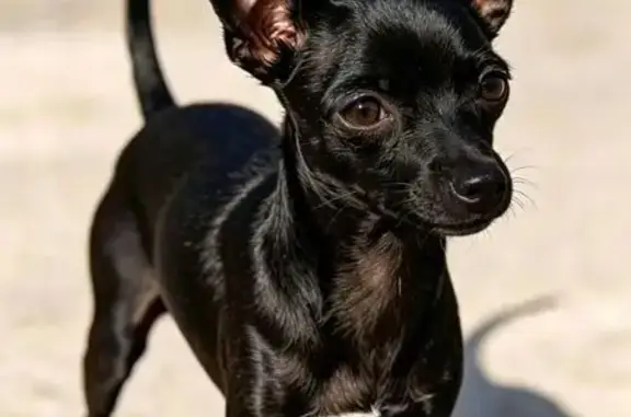 Perdido perra hembra en El Recuerdo de Ancón, Guanajuato, Mexico City - cachorra mestiza negra, muy pequeña - photo