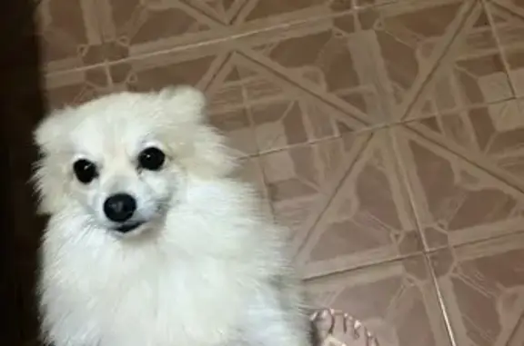 Perdido cachorro macho, Fazenda da Juta, São Paulo - SP, Brasil - spitz alemão dócil - photo
