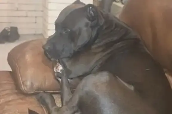 Lost dog, Carraboi Terrace, Tyalgum, Tweed Shire Council - male, black with a white chest patch - photo