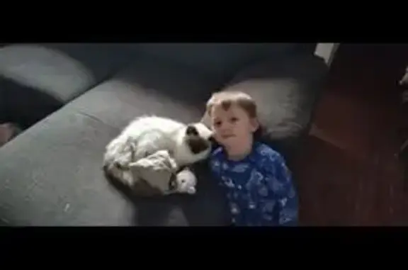 Lost cat, Lang Lang, Victoria, Strathfield - super friendly, dark tail - photo