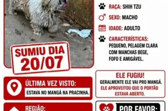 Perdido cachorro macho, Rua Isao Sato, 68 — olho machucado - photo
